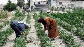 Why Food Security is a Crisis in the Middle East