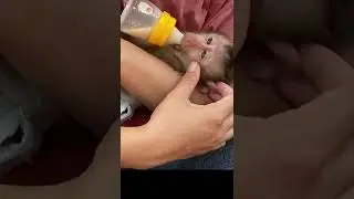 The obedient baby monkey Lyly is very happy when her mother hugs her and gives her milk to drink