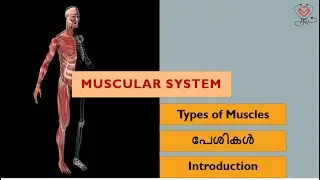 Muscular System / പേശികൾ Introduction|Homoeopathy and health|