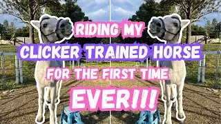 First EVER ride on my clicker trained horse