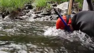 In Search of the Eastern Hellbender