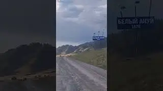 Белый ануй