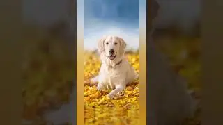 Dog HD wallpaper