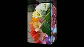 Status# Instagram #phone DP# full video HD 💓💓 beautiful flower 💖🌺