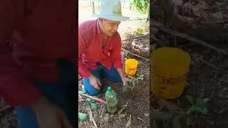 enxertia laranjeira limoeiro como fazer muda facil