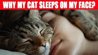 Why Does My Cat Always Sleep on My Head? The Answer Will Surprise You! 🐈💡
