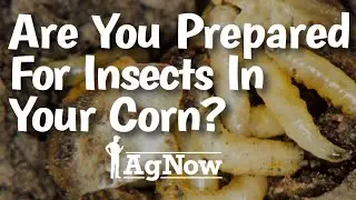 Insect Pressure Recap - May 3, 2024