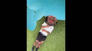 WUTAE - Zoo