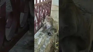 Comedy monkey,funny public monkey , feeeding poor public monkey