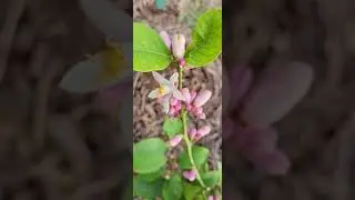 Happy Lemon Tree with Flowers and Lots of Buds!