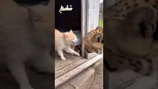 Brave Cat mom protect her baby#cat #mother #emotional#brave