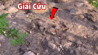 Giải Cứu Chú Chó Bị Viêm Da Nặng Chạy Đến Cầu Xin Thức Ăn Thừa 