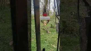 Felling Ash trees with a VOSCH grapple saw. ASH DIEBACK!