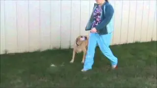 Labrador with cruciate injury responds to Cur-OST Supplement