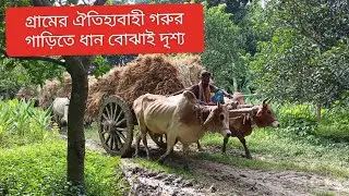 গ্রামের ঐতিহ্যবাহী গরুর গাড়ি। কিভাবে গরুর গাড়িতে ধান বহন করে। 