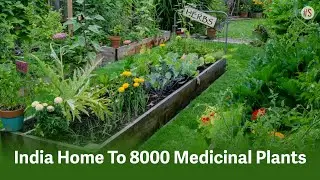 India Is Home To 8,000 Medicinal Plants