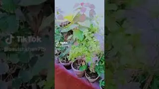 BEAUTIFUL PLANTS #plants #planting #plantsvideo #houseplants #beautifulplants#plantlovers #plantlife