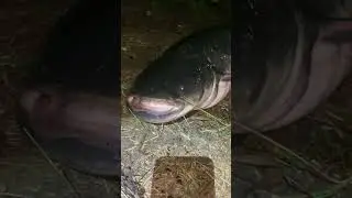 Extreme catfish ! / n&aacute;dhern&yacute; sumec / lov na trhačku / lov sumca