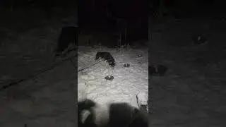 Снова выпускаем собак на прогулку в поездке на Аляску #бобровыйретривер
