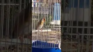 تغريد حسون ولا اروع  لن يهدأ حسونك بعد سماعه💥💥💥