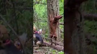 Rainy day bear tree and free #hounds #hunting #bear# #houndsman #treed