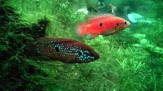 Hemichromis bimaculatus