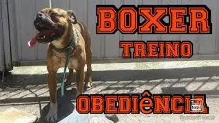 boxer como se comporta no adestramento