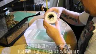 Unboxing of Xenethis Intermedius from Tartan Tarantulas