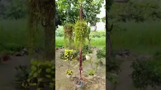 HANGING BASKETPLANTS Turtle Vine Plant#hanging plantshanging plants indoor#artificial hanging plants