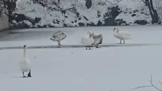 2026-01-09 LJUBLJANA Krajinski park Tivoli ANSERIFORMES Cygnus olor LABOD GRBEC