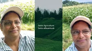 Swiss Agriculture/ #Swiss விவசாயம்/#Farms/#corn production/#food /#jaffnafoods /#tamil /#gardening .