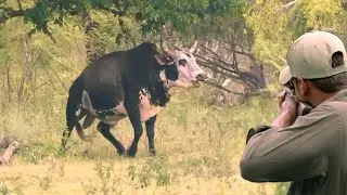A new journey with hunting cattle and cows