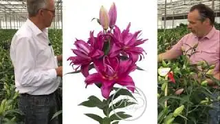 (RL) Roselily Floretta @Van den Bos Test Greenhouse