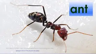 #english #animalvocabulary  - Vocabulary: Animals & IPA transcription