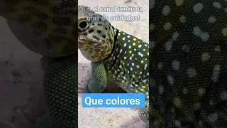 Crothapitus|Lagarto#shorts