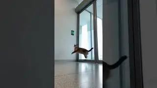 Caught on Camera: Smart Cat Secretly Opens the Door