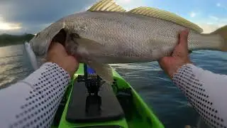 Mulloway on hardbody lure. Third target species on this lure ! Kayak fishing.