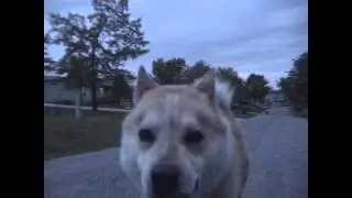 Making the Video - Bike Ride with Pupperoo and Scrappy