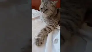 😆