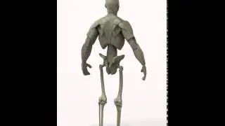 Gottfried Bammes - Chest and Shoulder Anatomy Study