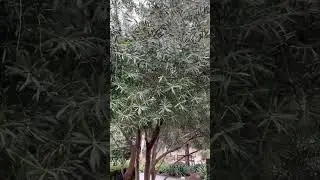 Fruitless olive tree ~The Huntington library, art museum and botanical gardens