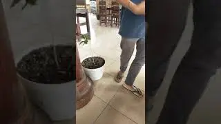 teras sawah di sembalun