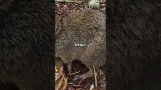 Это животное живёт без воды&hellip; Никогда 😳🐭