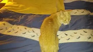 19 Year Old Cat With Weak Hind Legs Gets Her Strength Back