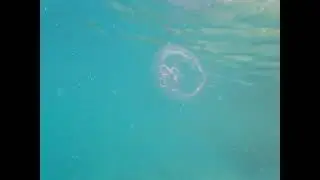 Snorkeling by jellyfish, Mosquito Pier, Vieques