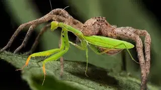 PRAYING MANTIS VS TARANCHULA (most epic fight)