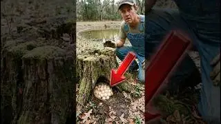 A Farmer Found Strange Eggs&mdash;Then His Entire Farm Was Shut Down