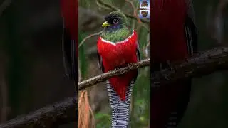 Beautiful Birds Chirping Nature Sounds #shorts #nature #bird #relaxation #stressrelief #chirping