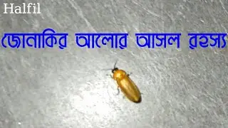 জোনাকির আলোর আসল রহস্য | Real Mystery of Firefly Light | Halfil
