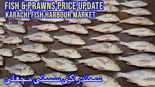 FISH & PRAWNS PRICE UPDATE KARACHI FISH HARBOUR MARKET February 12, 2026